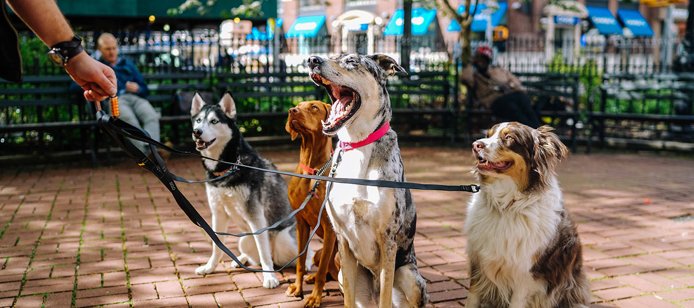 Four dogs in the park looking up to their owner