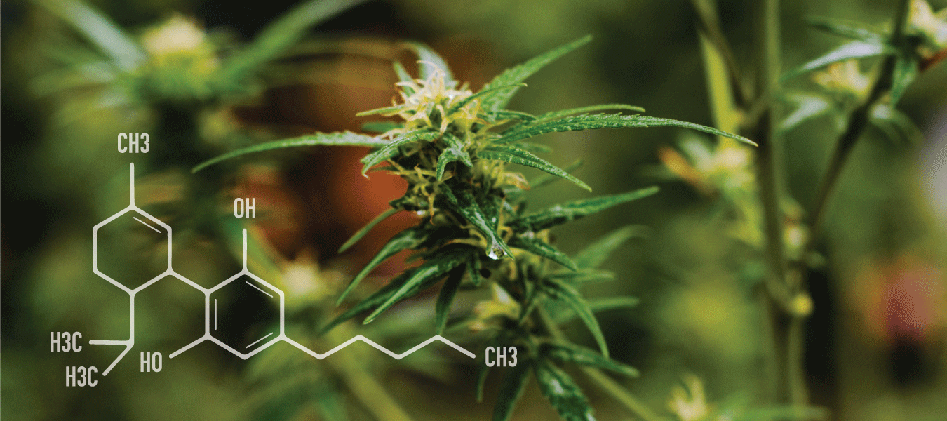 Medicinal plant along with chemical representation