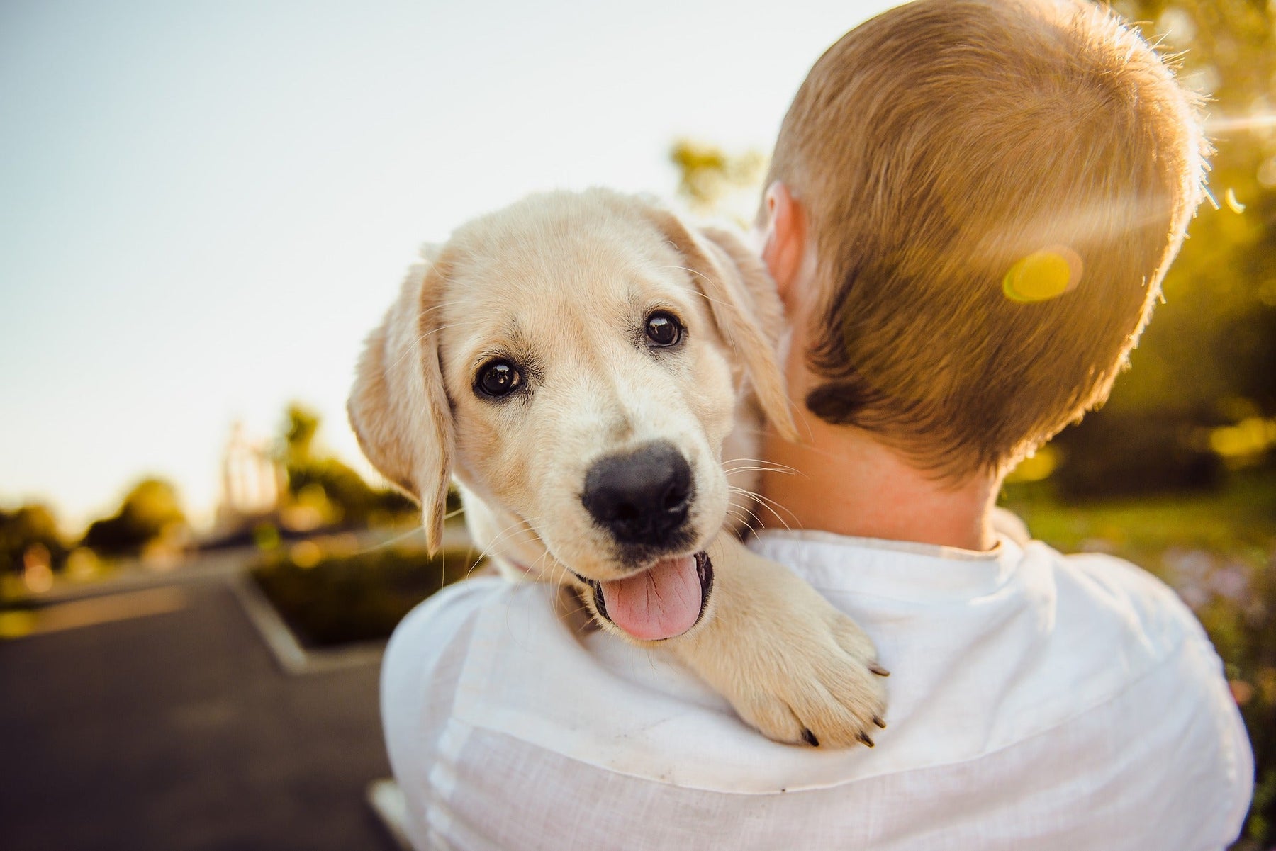 White dog being held my a kid in his arms