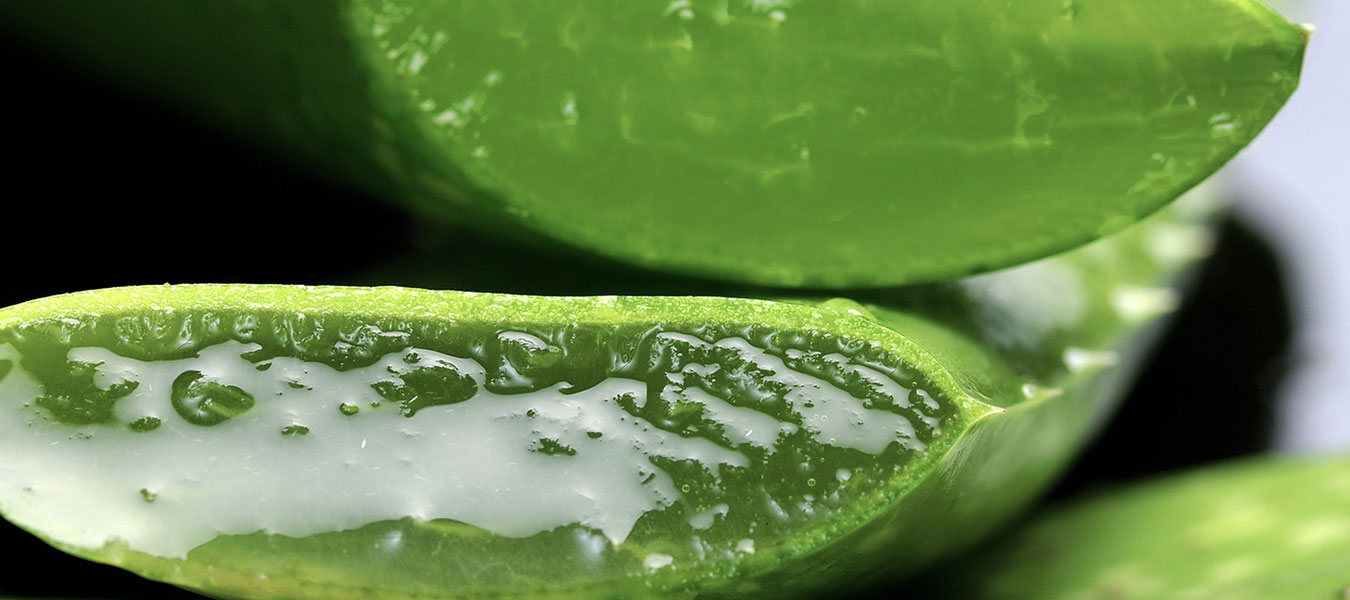 Two pieces of aloe vera cut in half