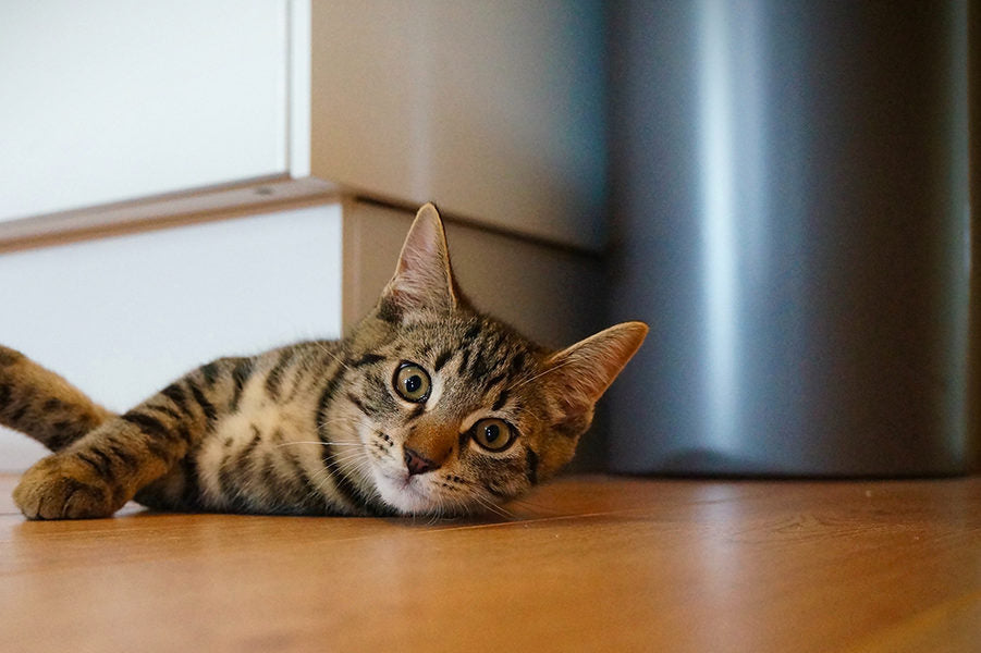 Cat laying on the floor looking at the camera