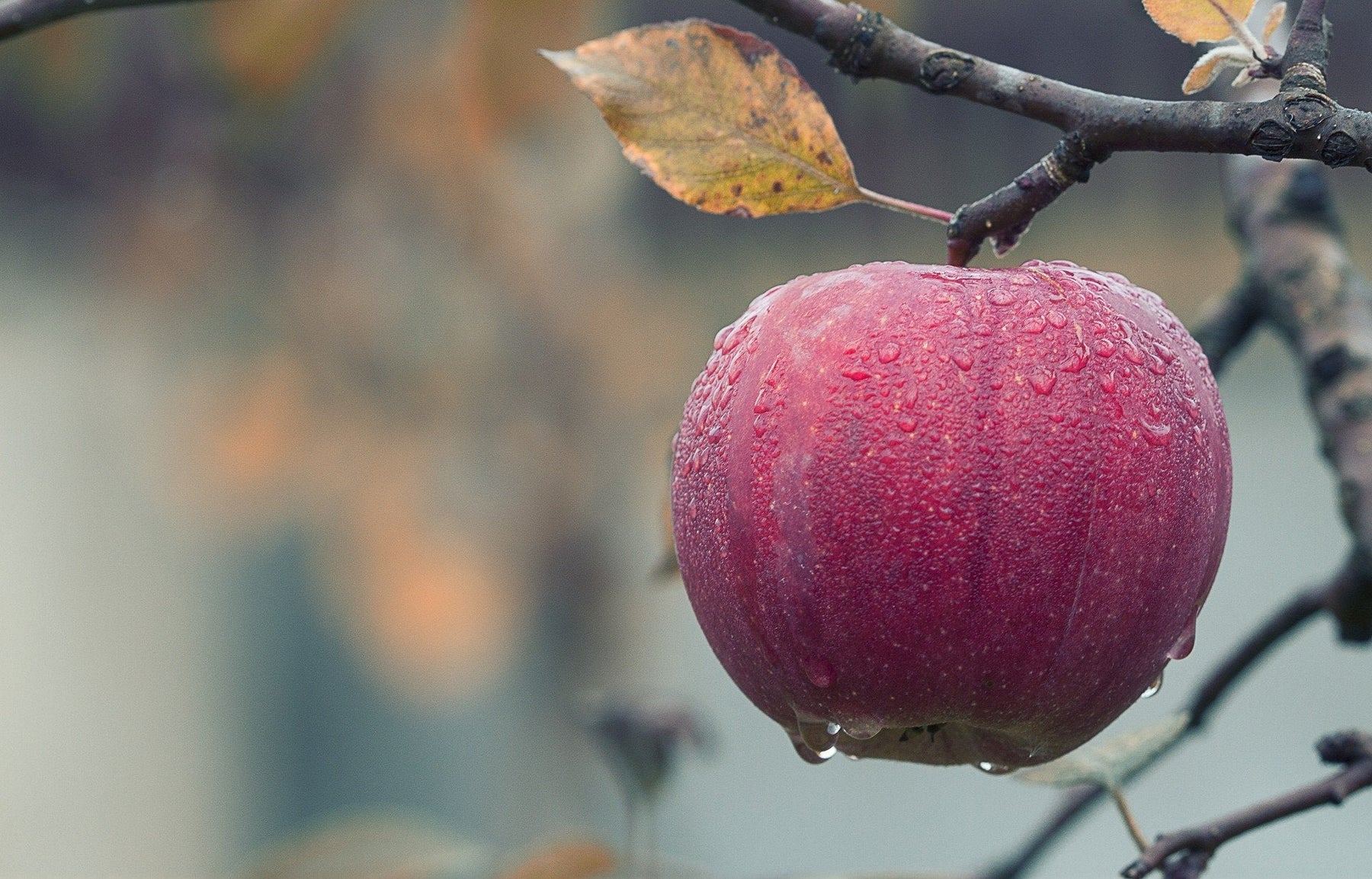 Fruit hanging off a dried tree