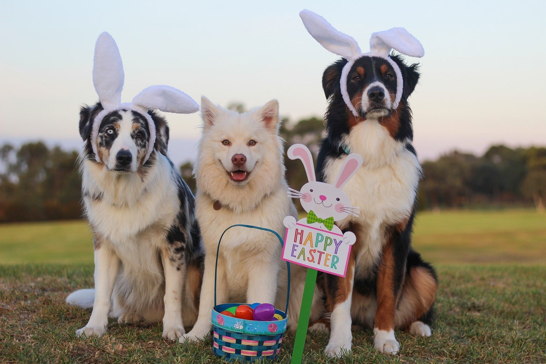Three dogs on the grass with funny custumes