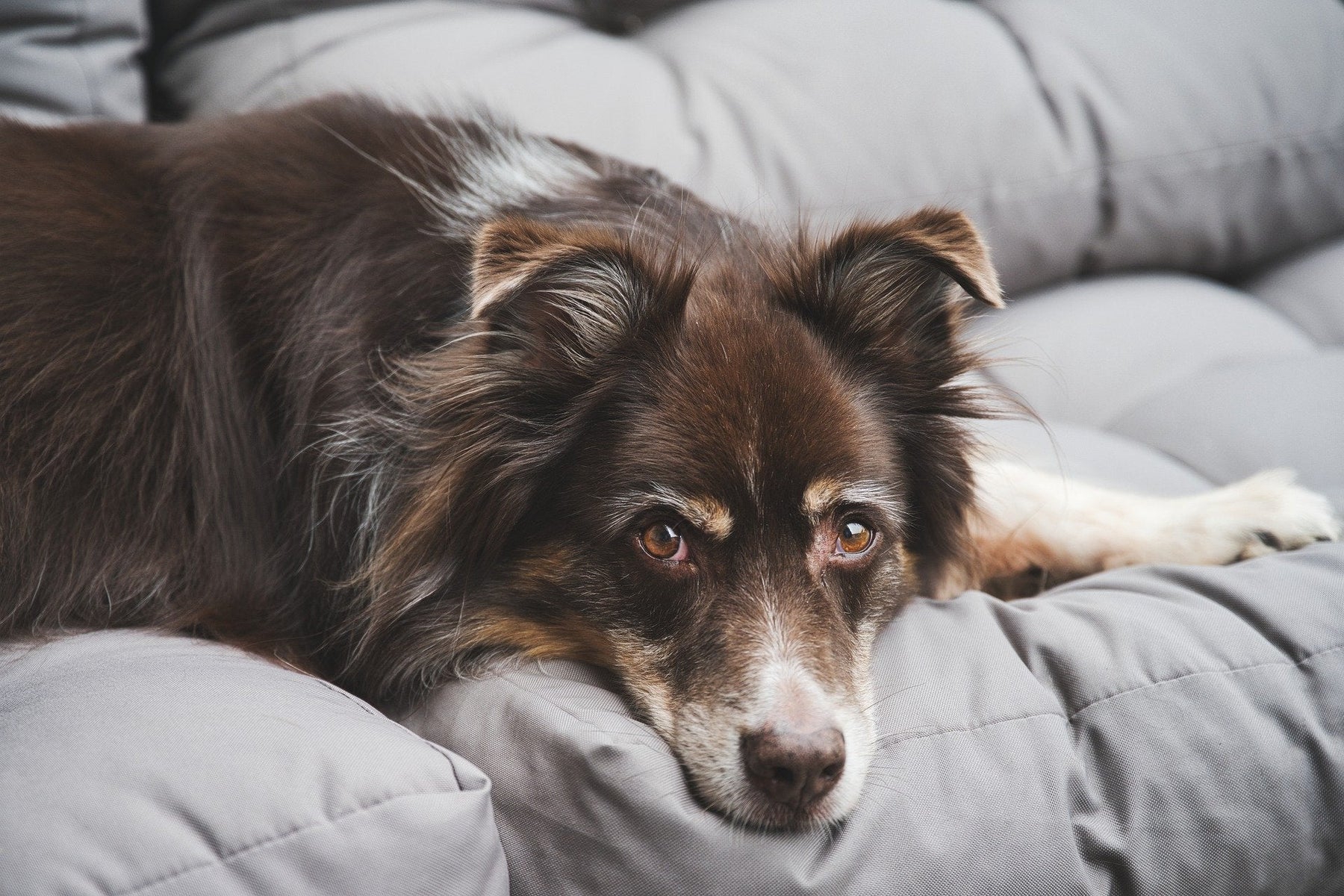 Dog sitting on a grey sofa looking at the camera