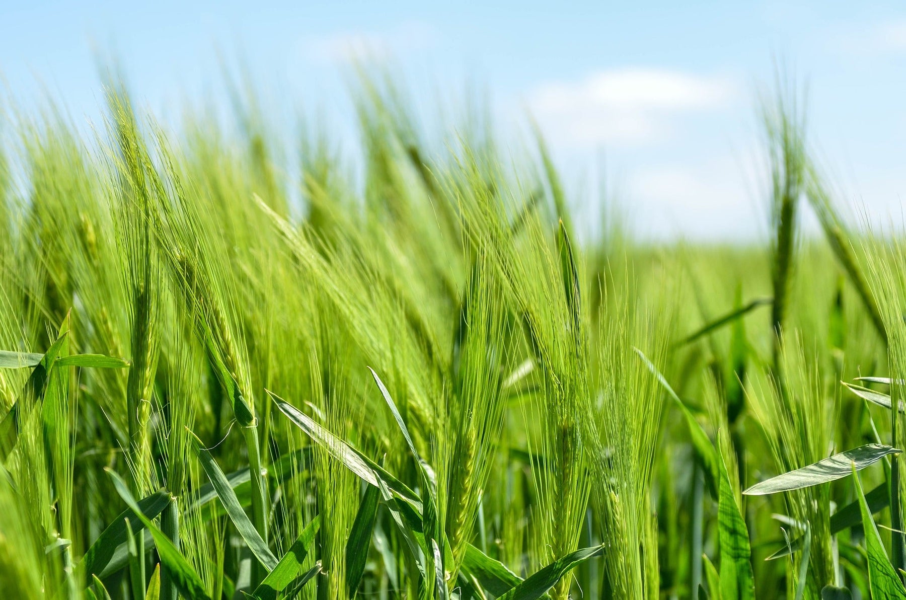 Field of barley with a clean blue sky