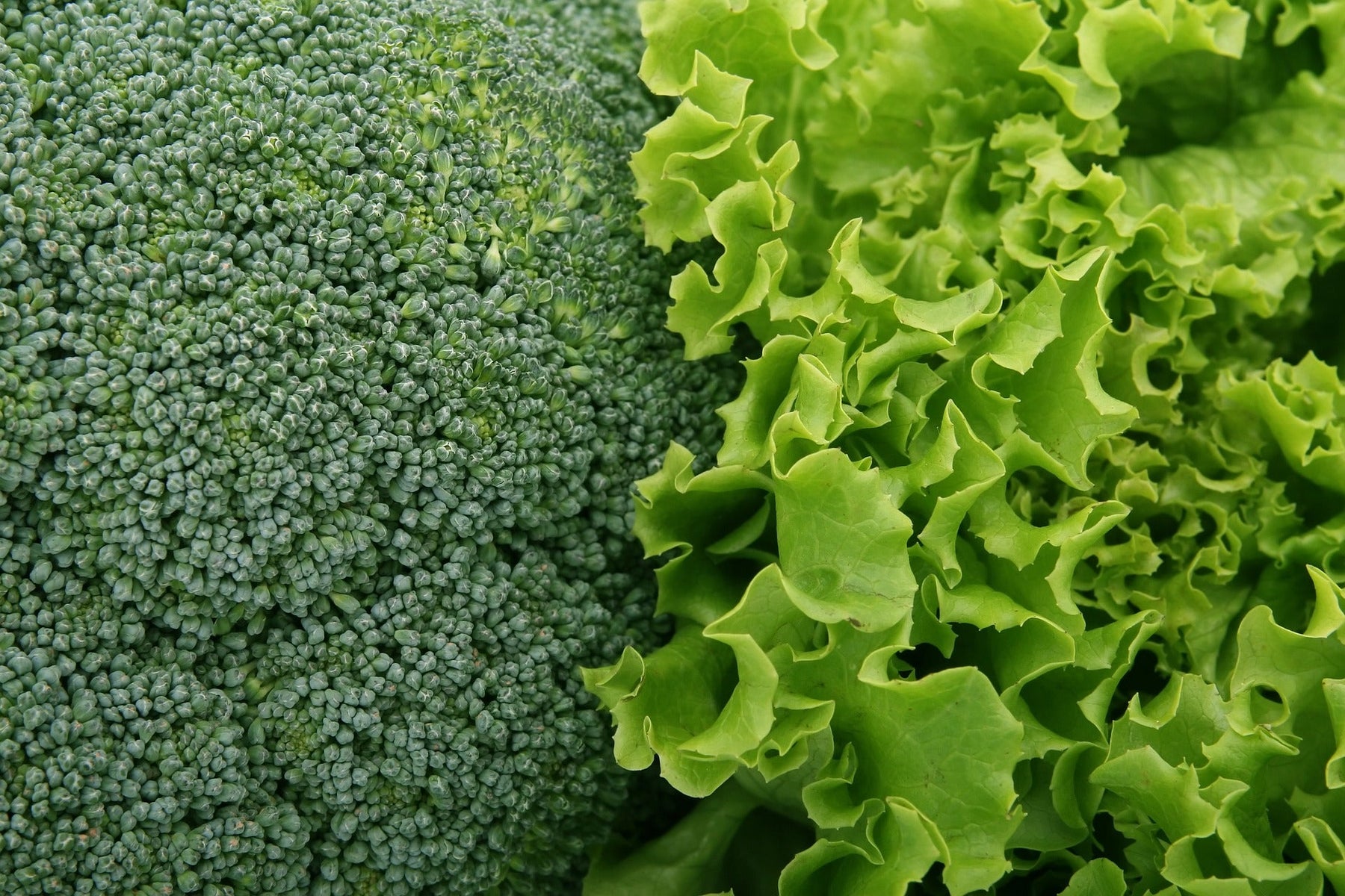 Broccoli and salad sitting next to each other
