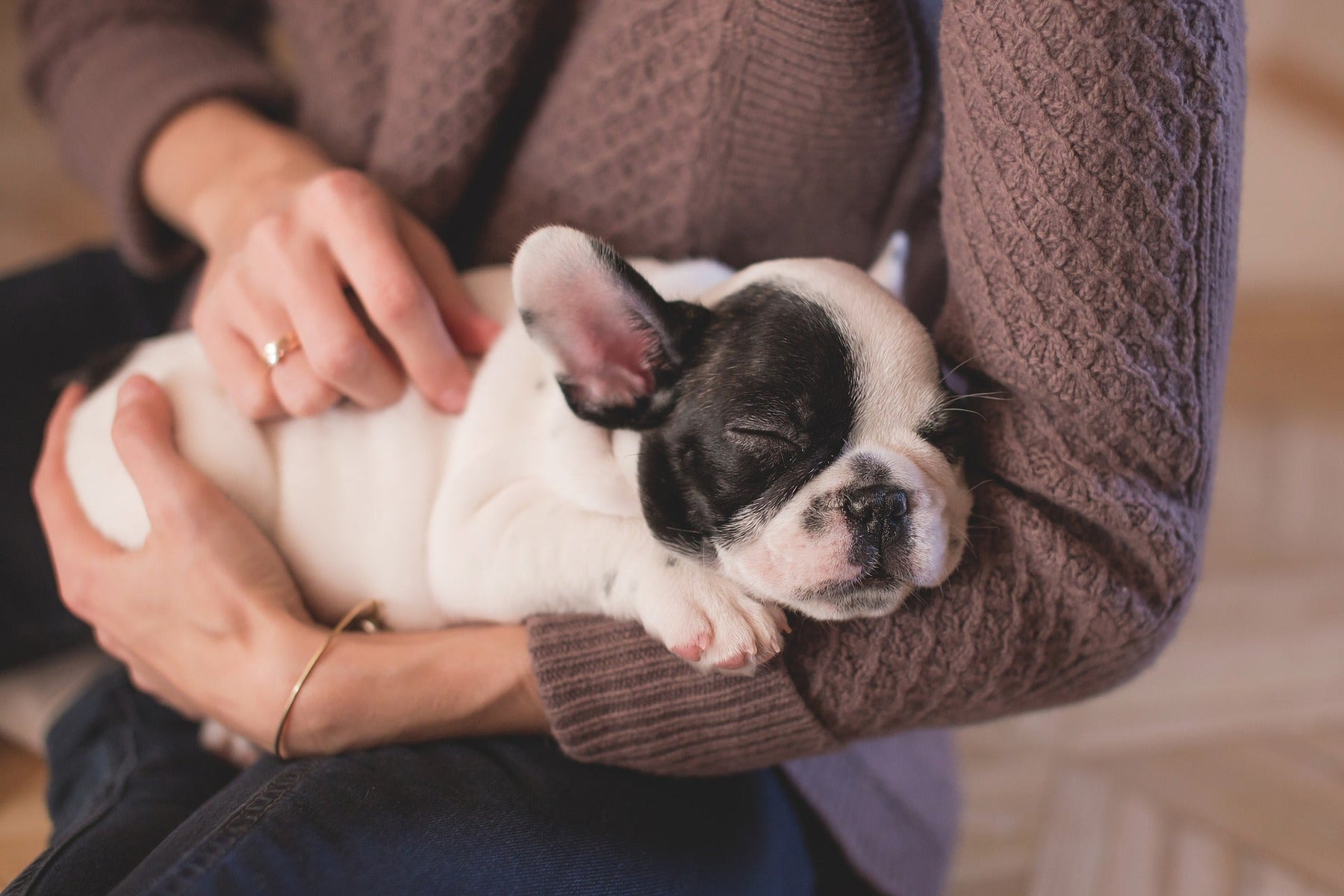 Person wearing a sweater holding a puppy