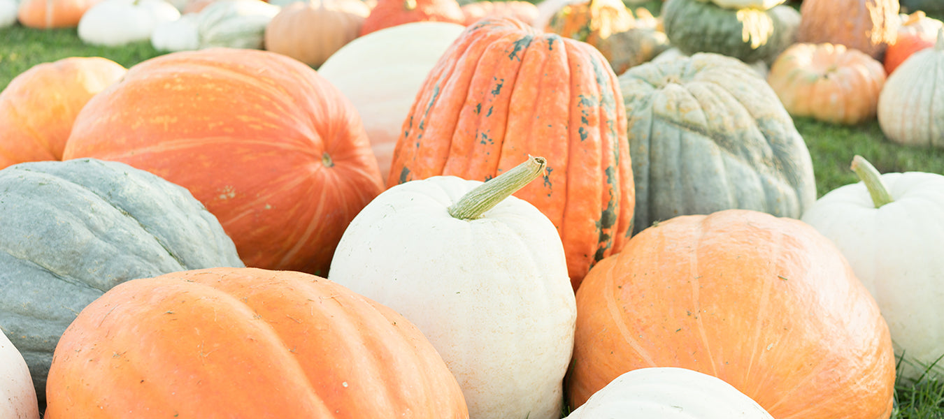 Pumpkins of different colors laying on the ground