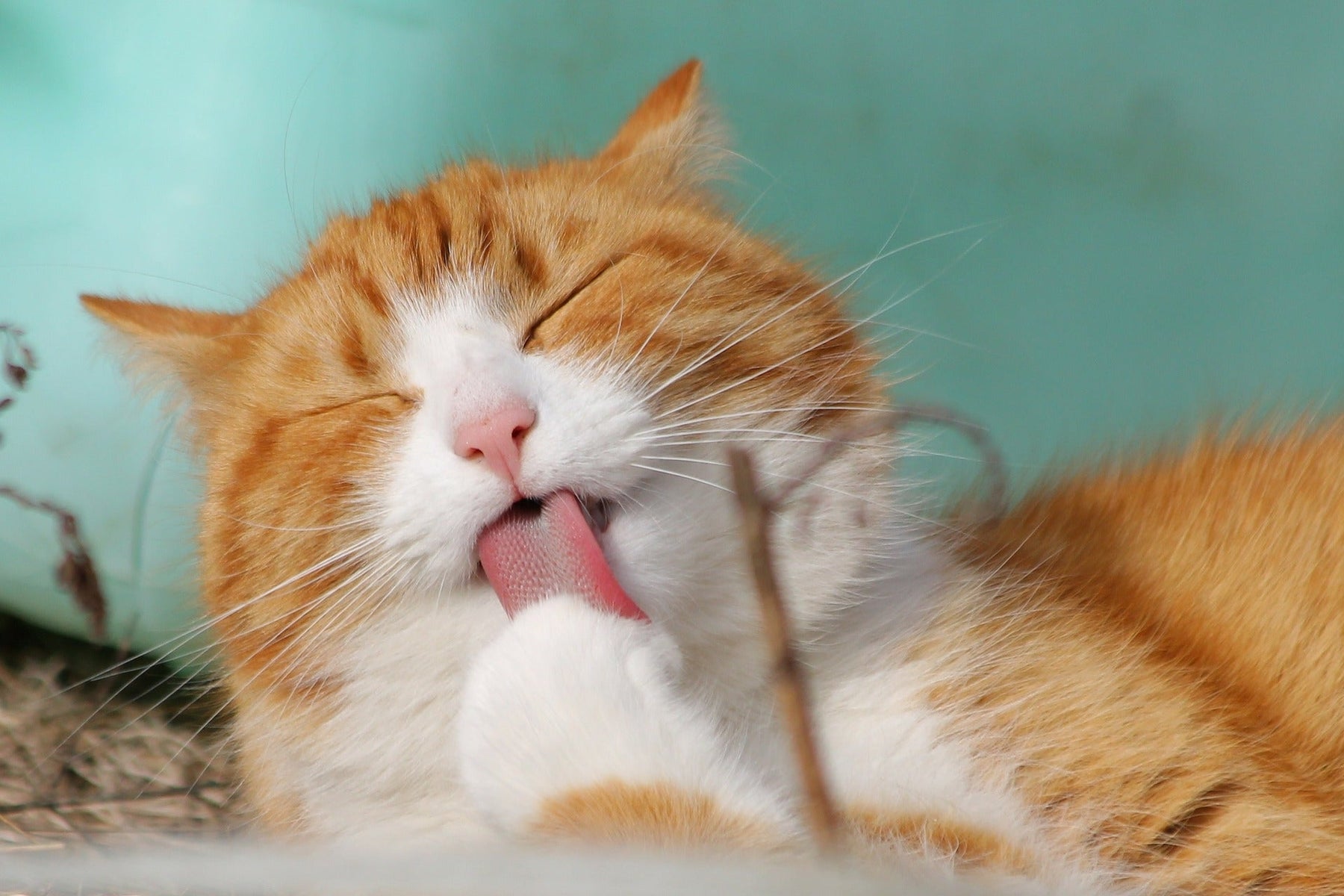 Cat licking her paws with eyes closed