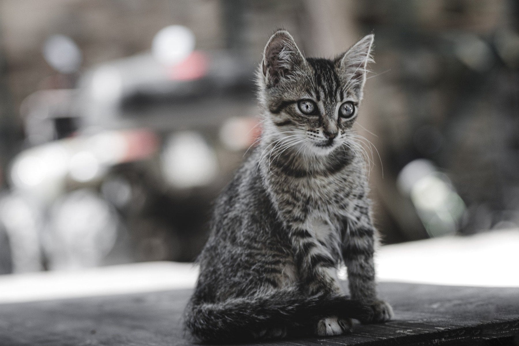 Grey kitty outside looking down