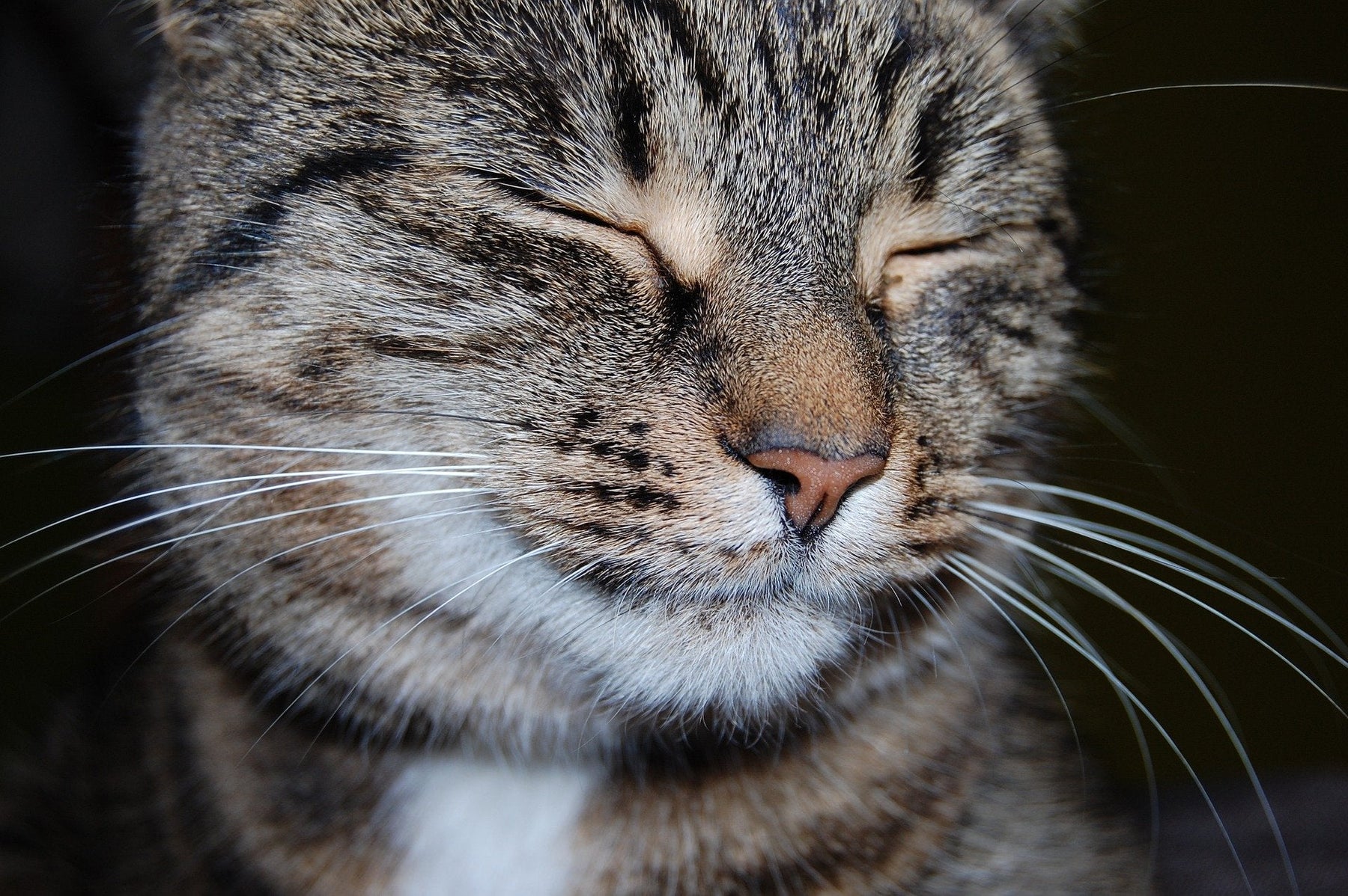 Beautiful cat relaxed with her eyes closed