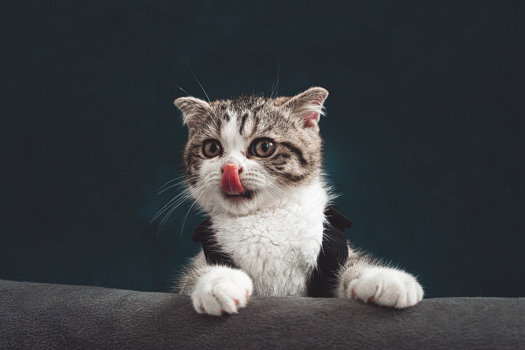 Cat with tongue out holding onto sofa