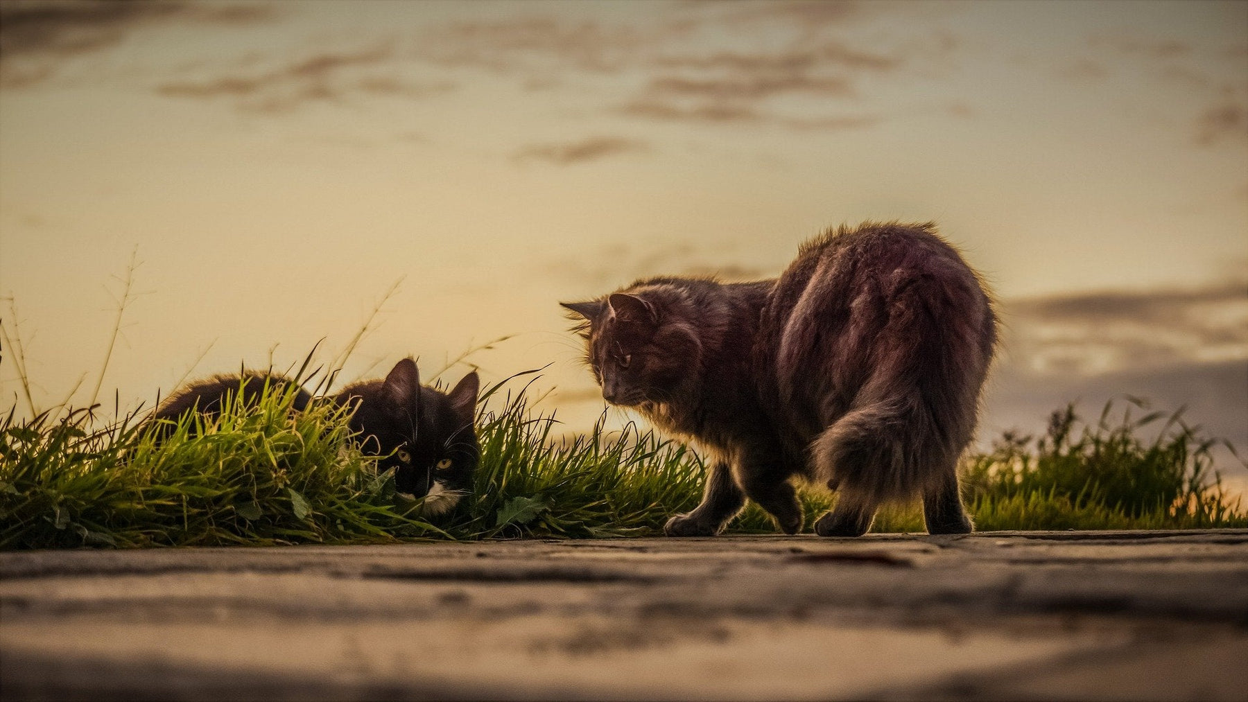 Two cats outside in the grass hunting