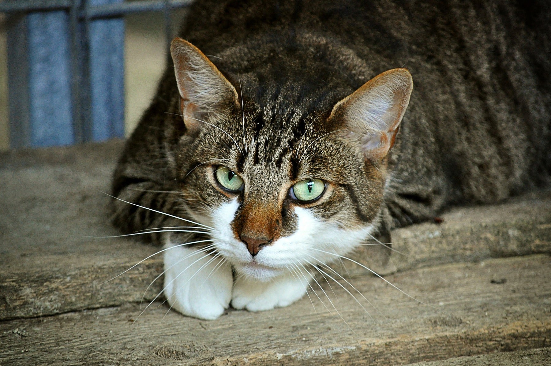 Cat laying on the ground looking at the camera