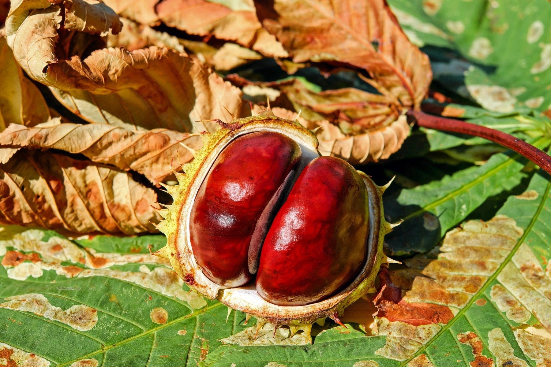 Chestnuts on a green leaf next to a dried leaf