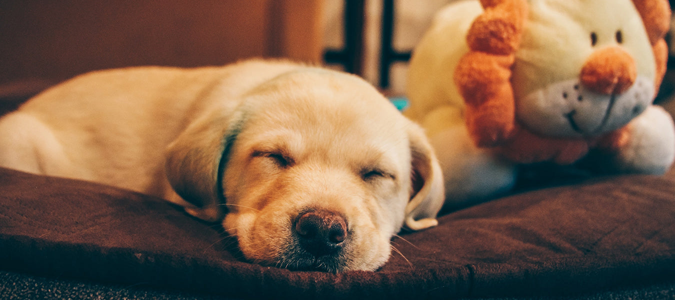 Brown puppy sleeping on the floor next to a stuffed animal