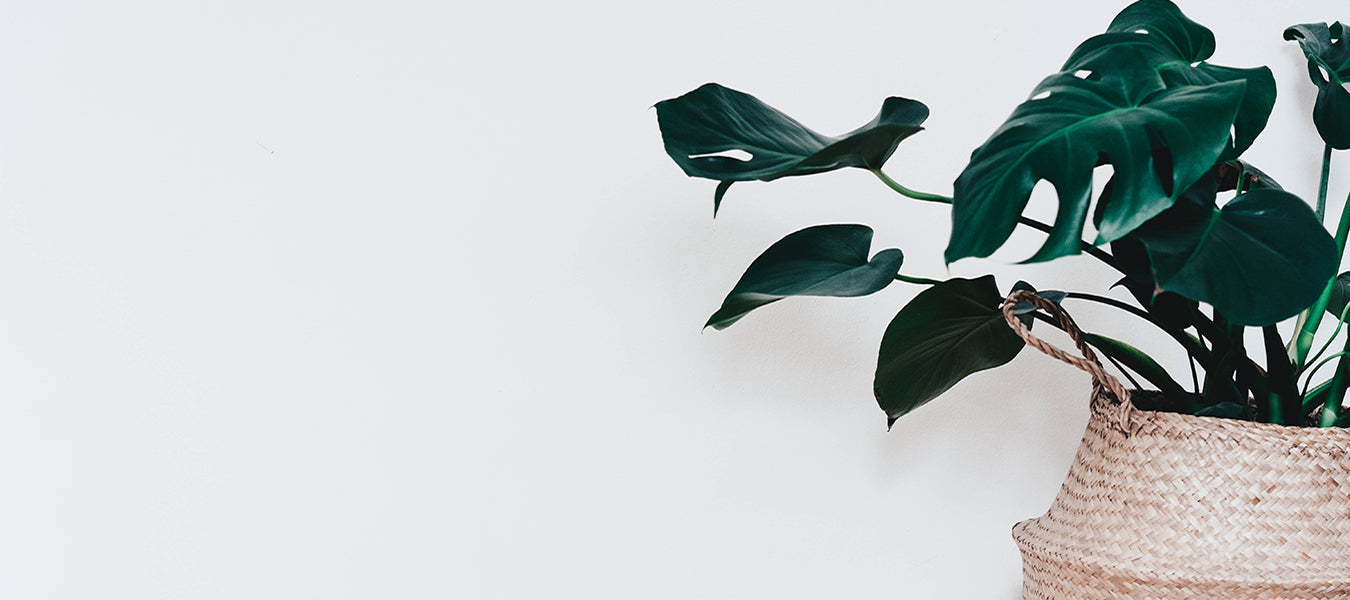 Green plant in a bey pot