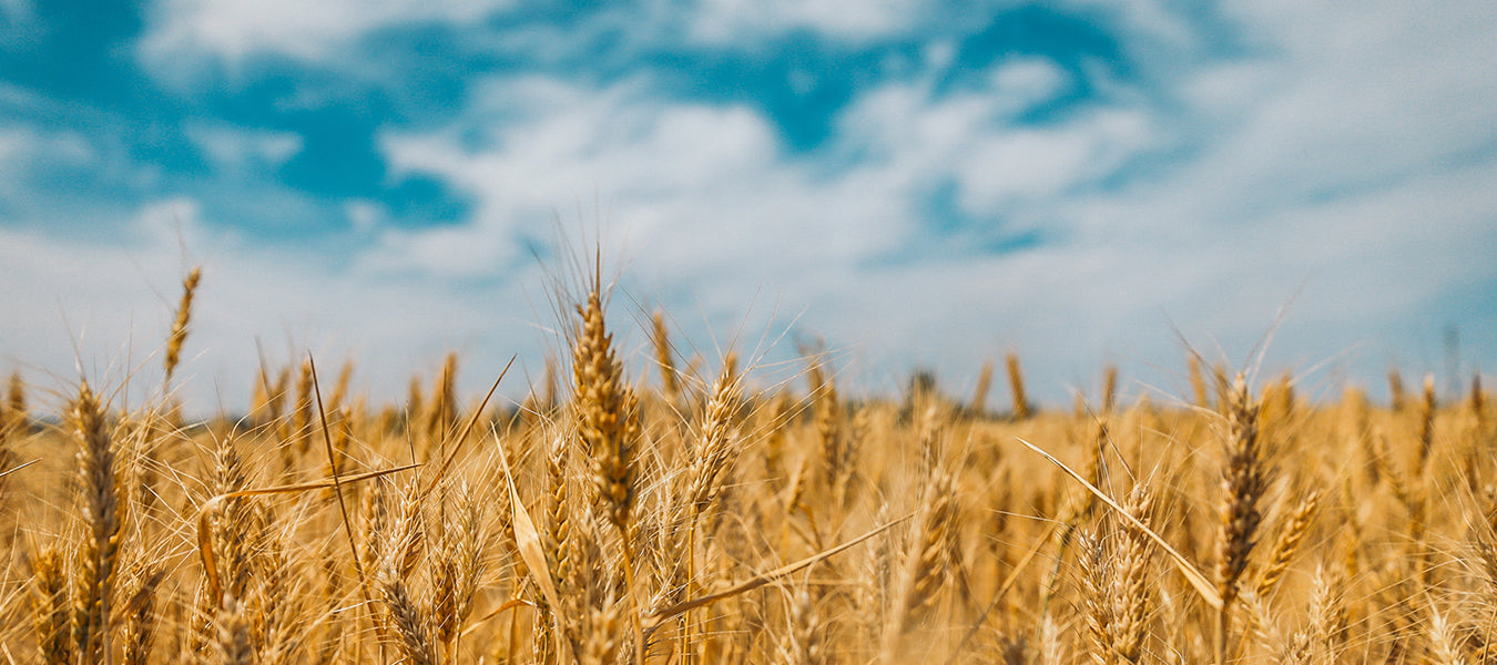 Full land of wheat over a blue sky with white clouds
