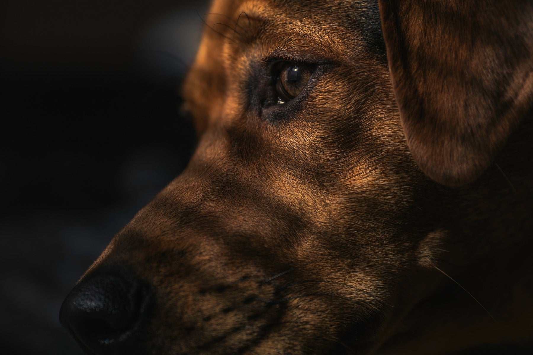 Brown dog with shadows over his face