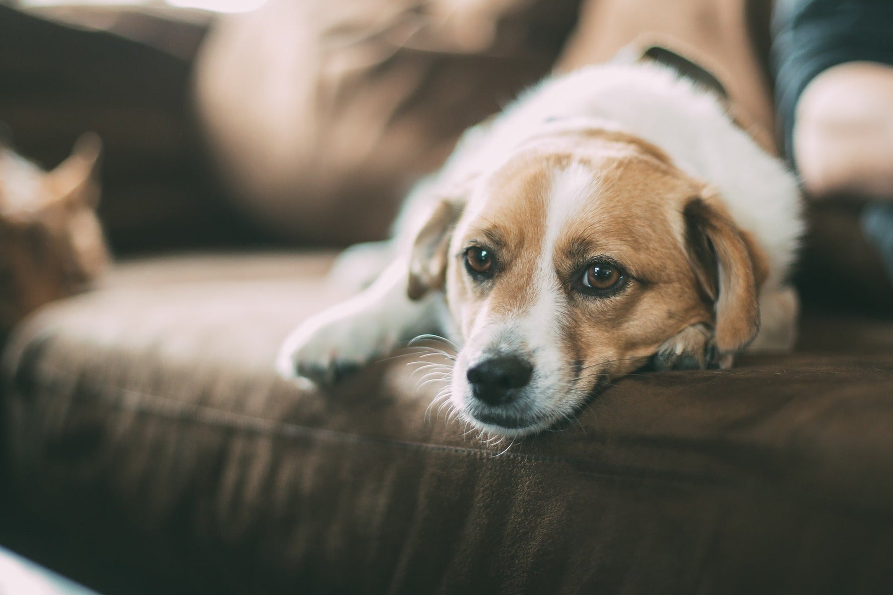 Dog relaxing on the sofa
