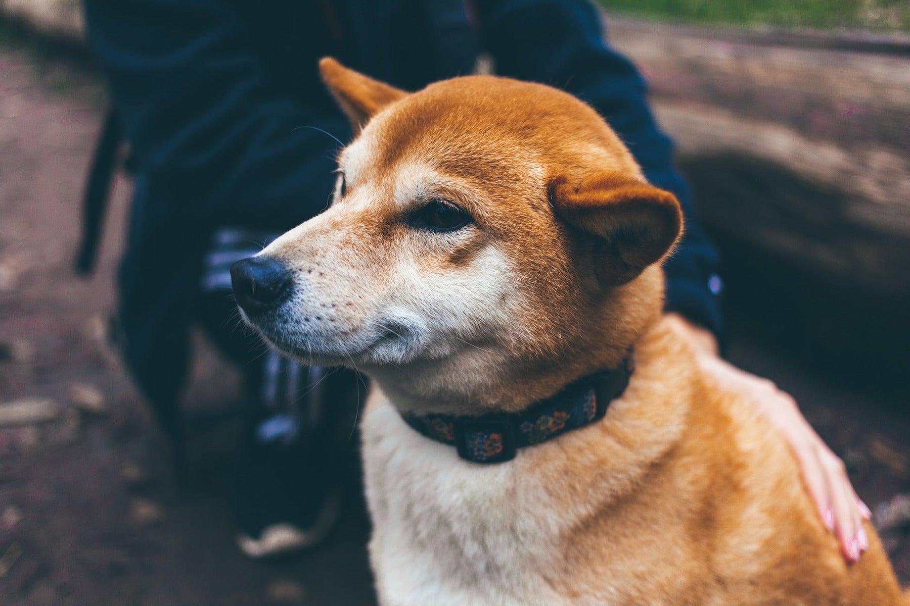 Brown dog outside smiling