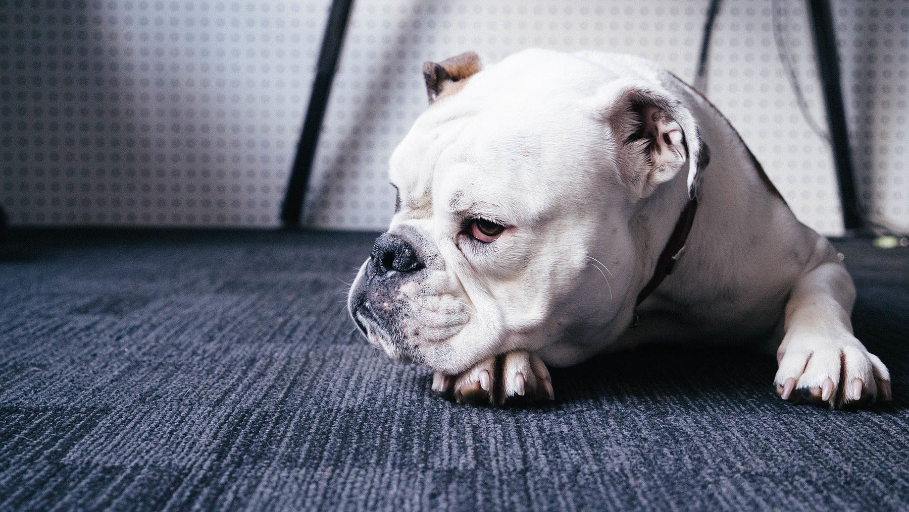 Sad bulldog on the ground