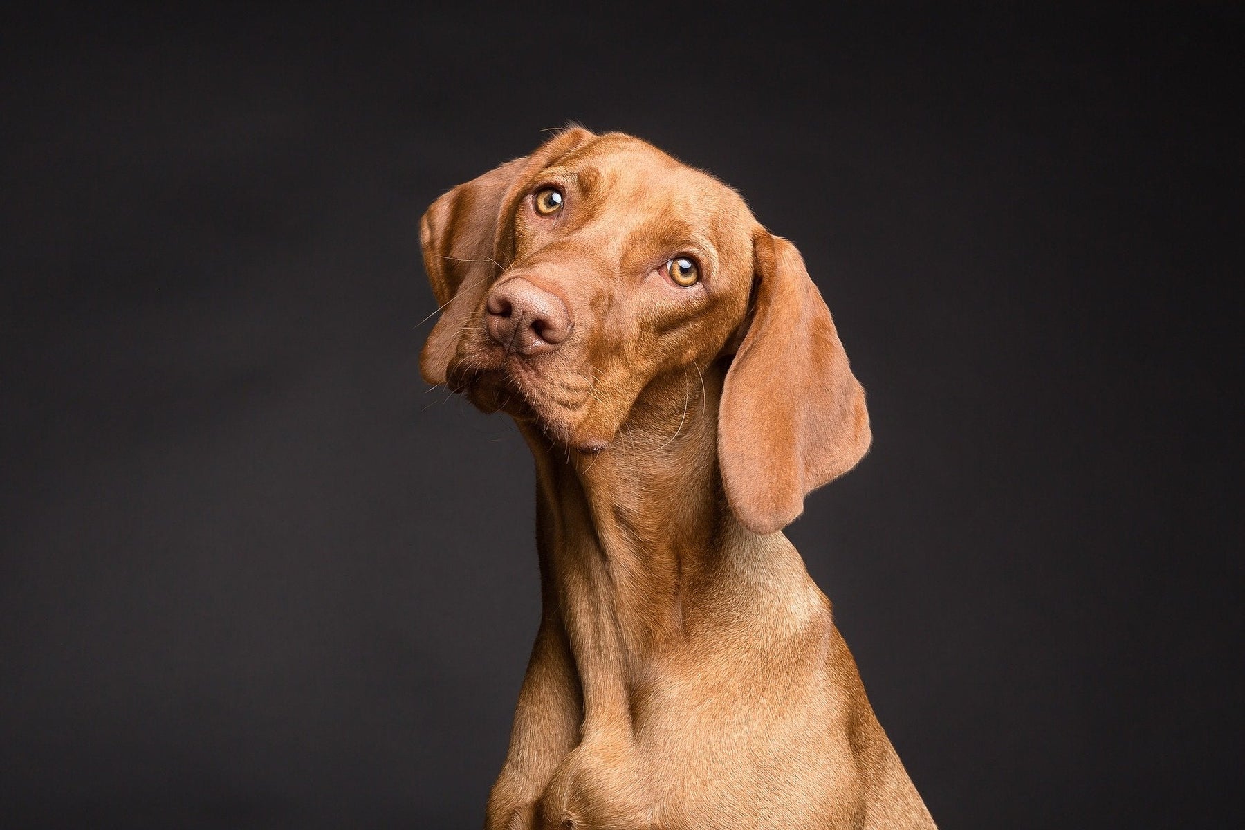 Dog looking confused on a black background