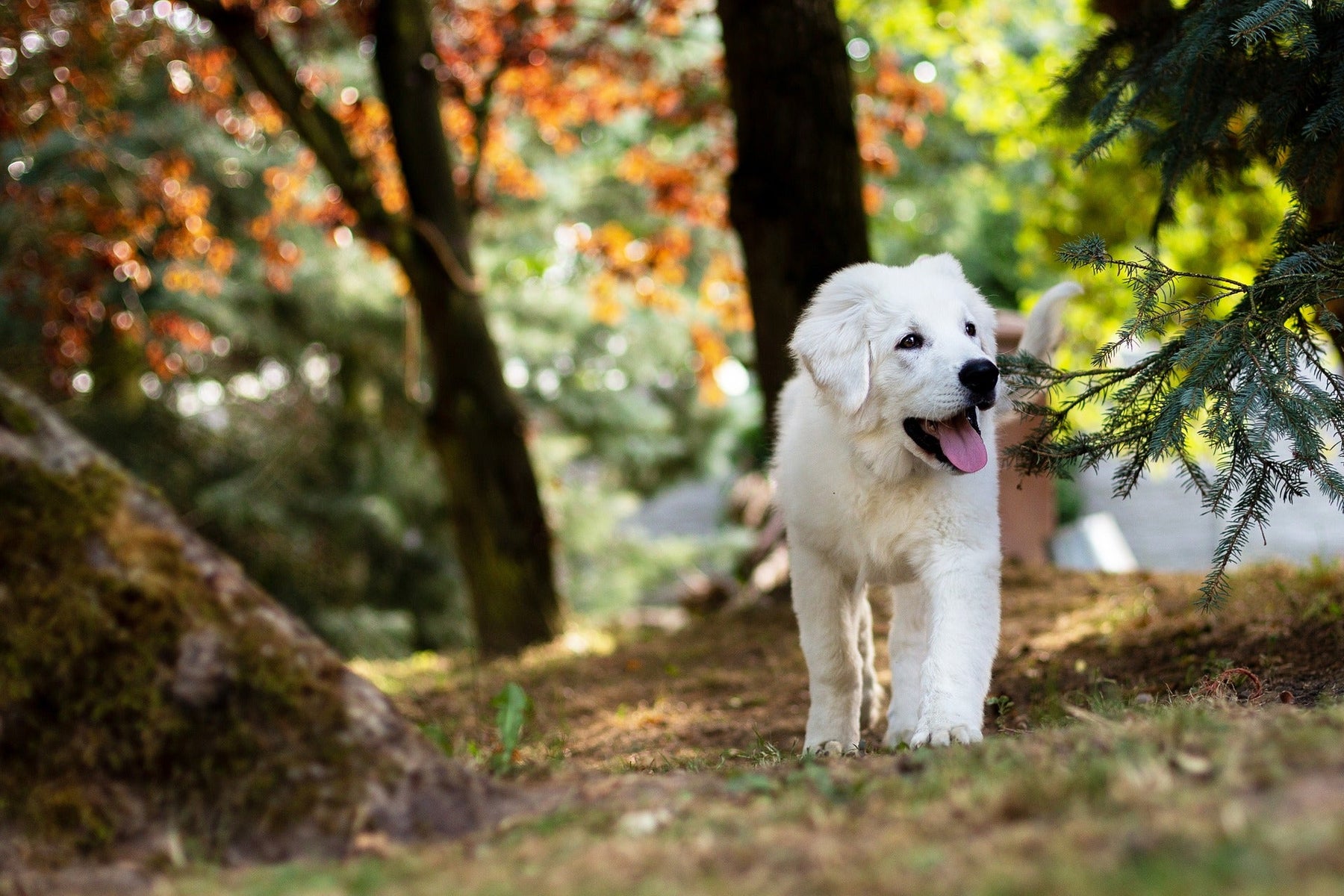 White puppy running through the forest