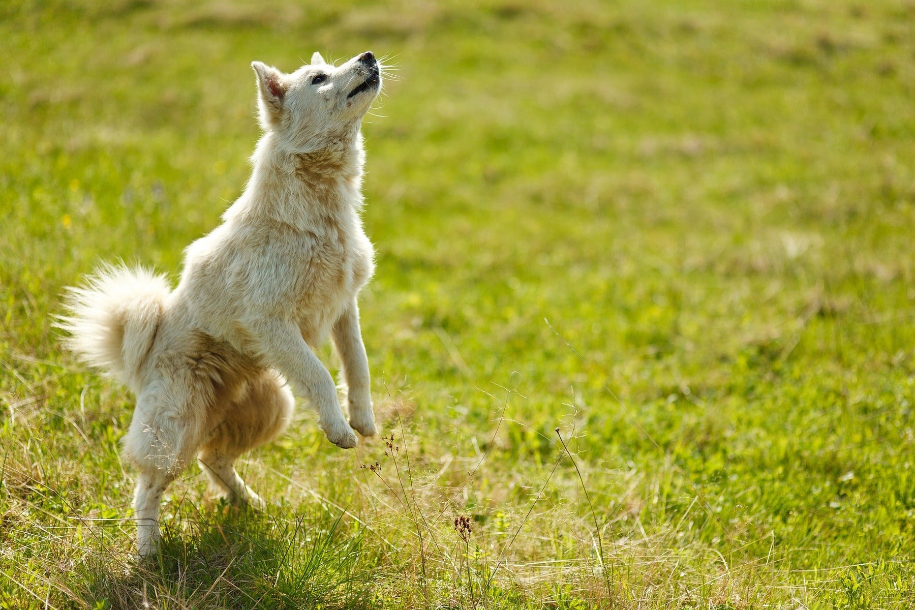 White dog in grass jumping