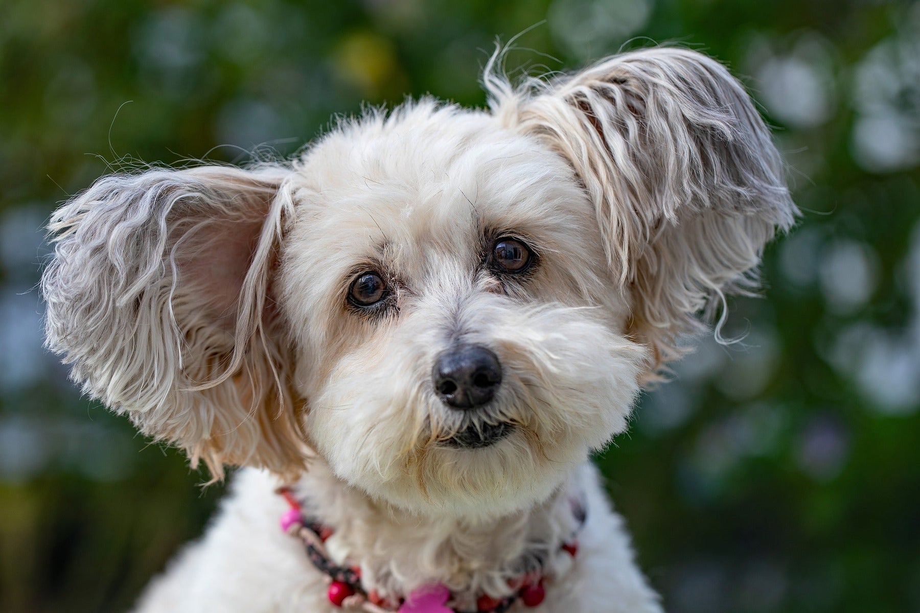 Cute puppy looking at the camera