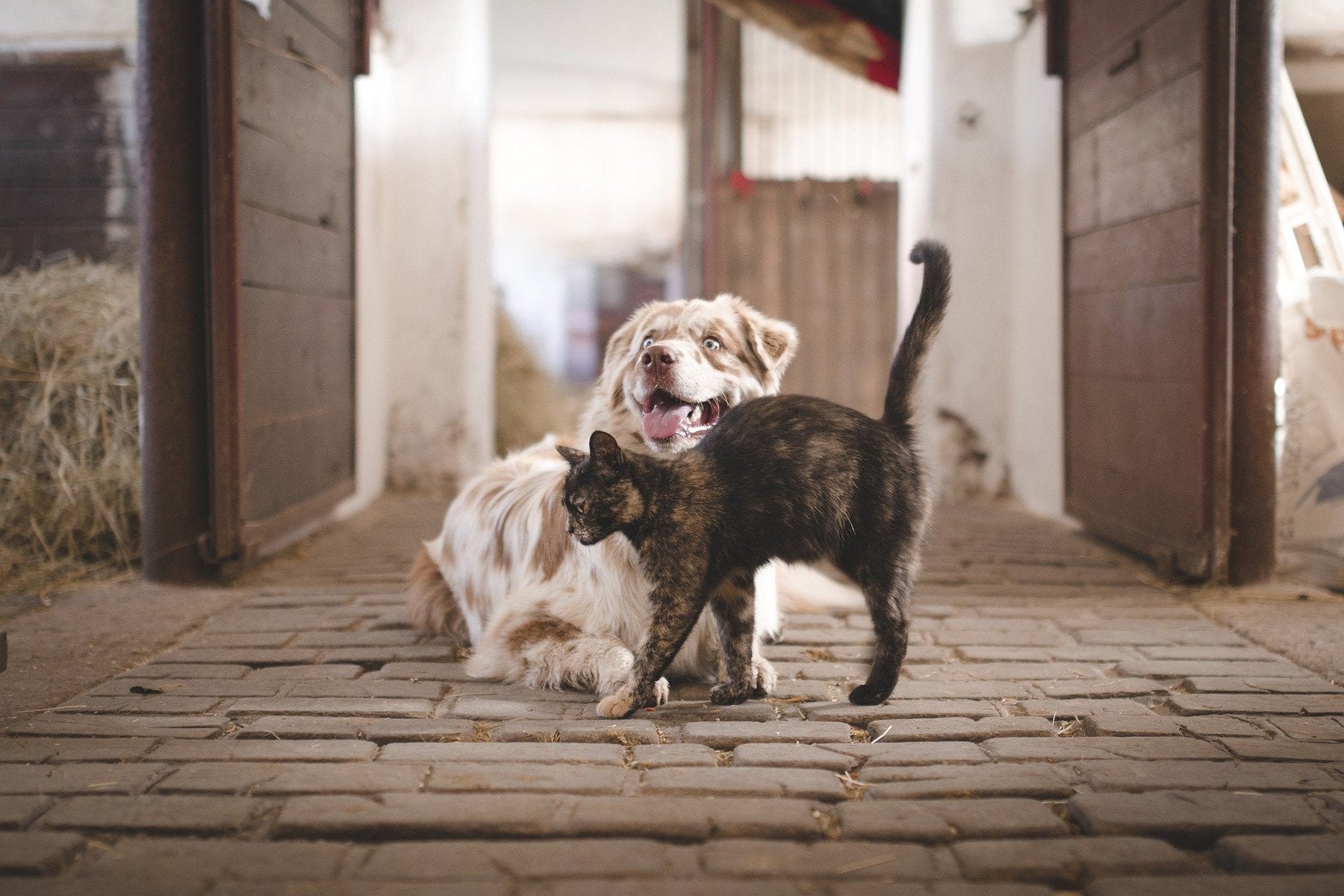 White dog and a cat getting along