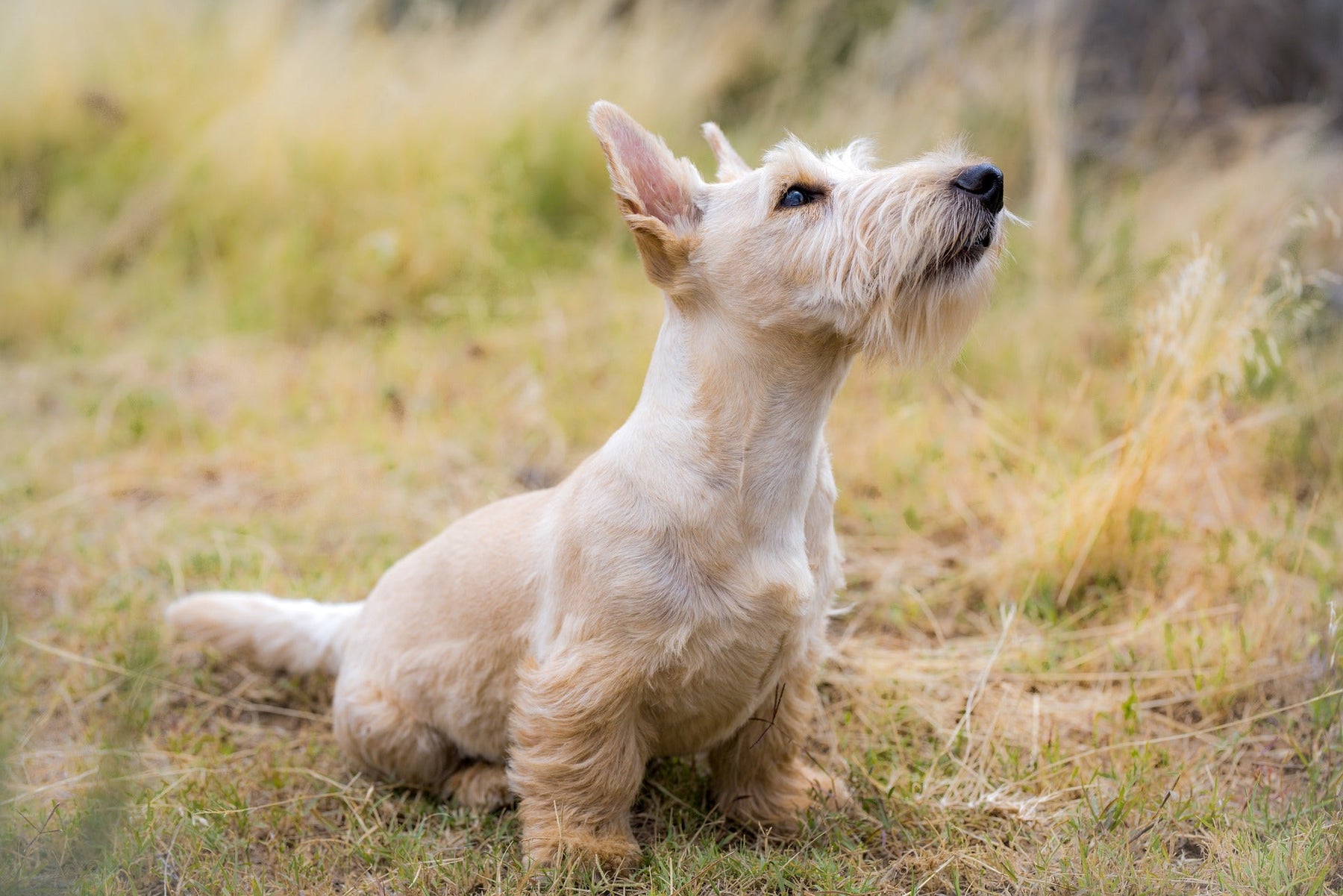Dog outside in grass looking up