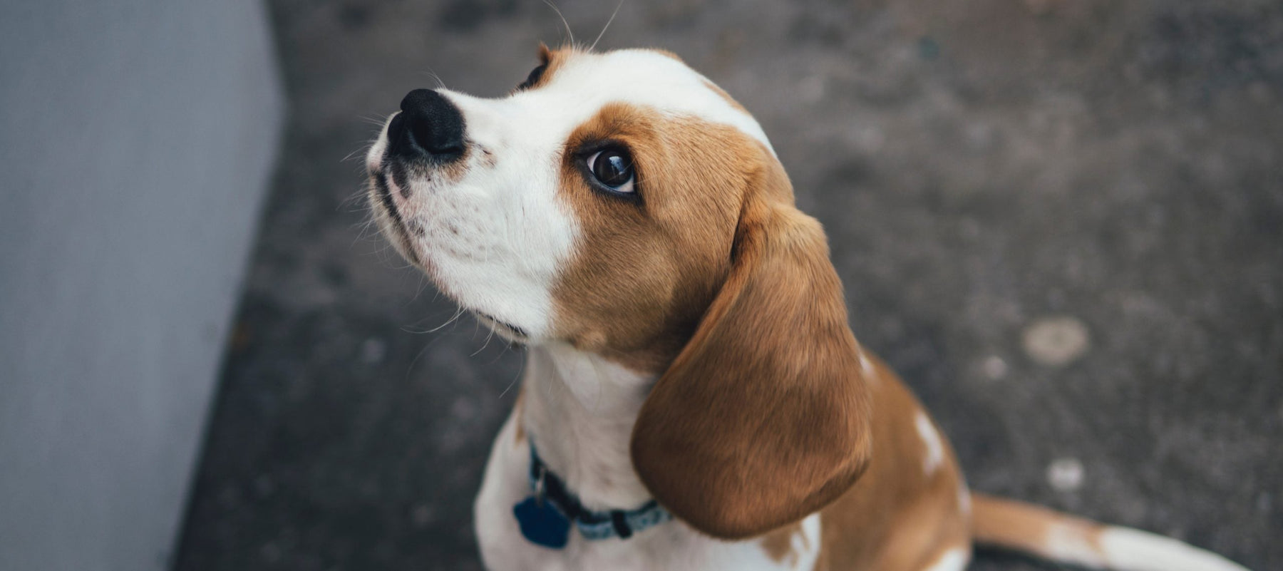 Dog outside looking up