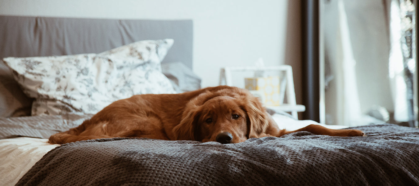 Sad dog laying in a bad with his head down