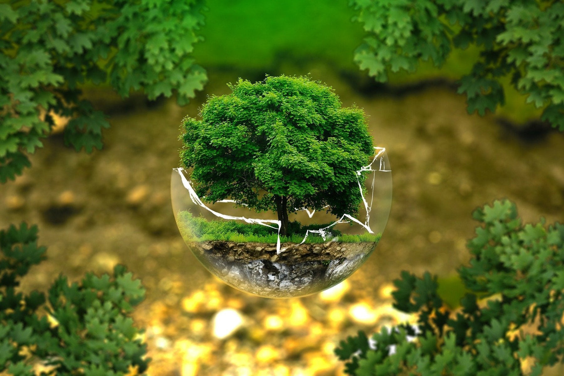 Small green tree in a broken glass
