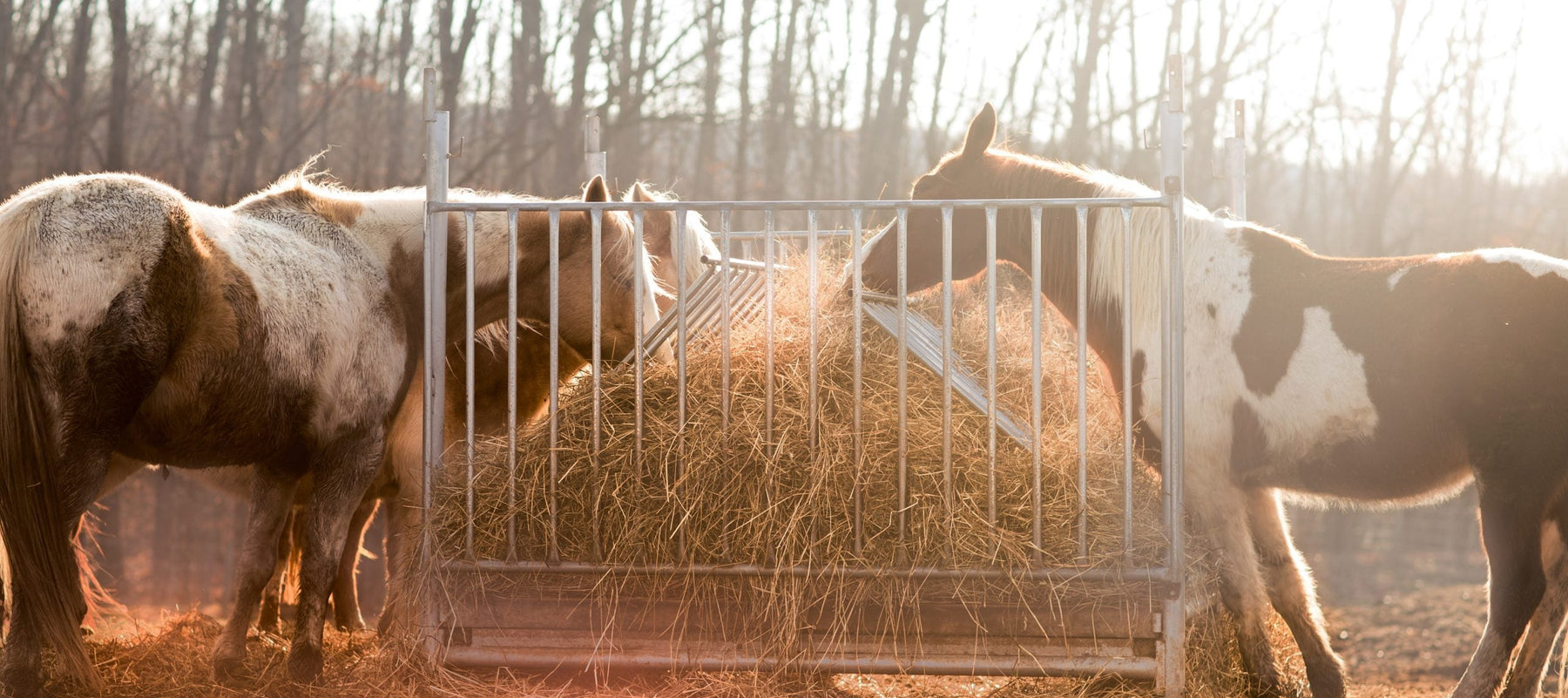 Horses outside eating together