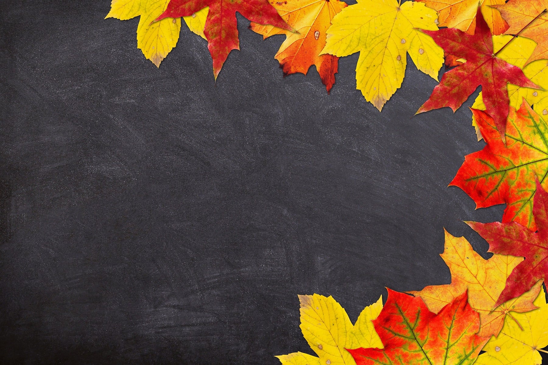Black board surrounded by yellow leaves