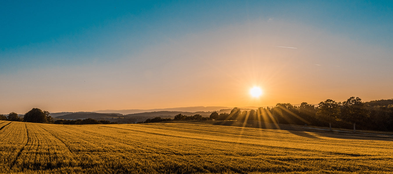 Sunset on a yellow country field