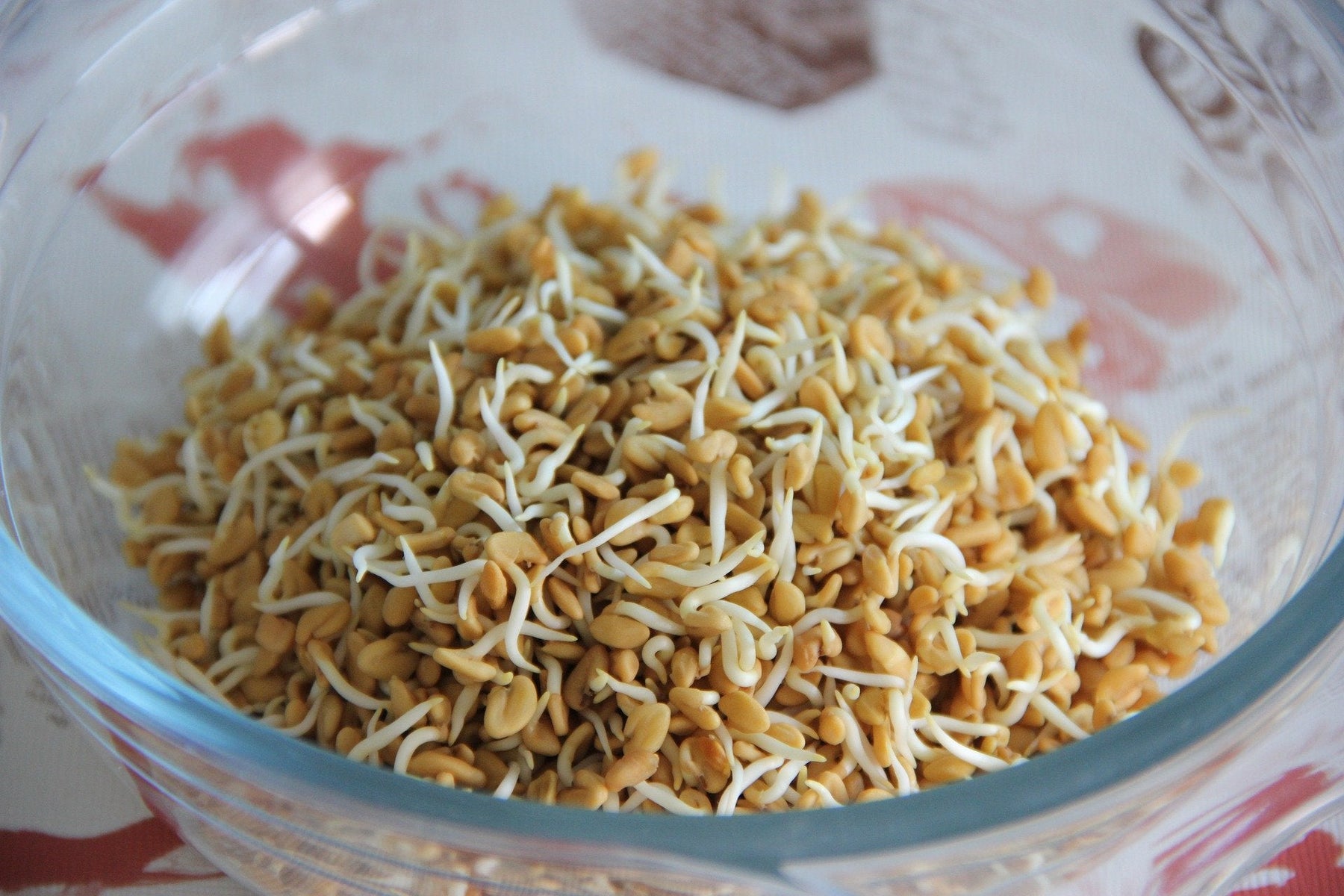 Sprouts in a bowl of glass