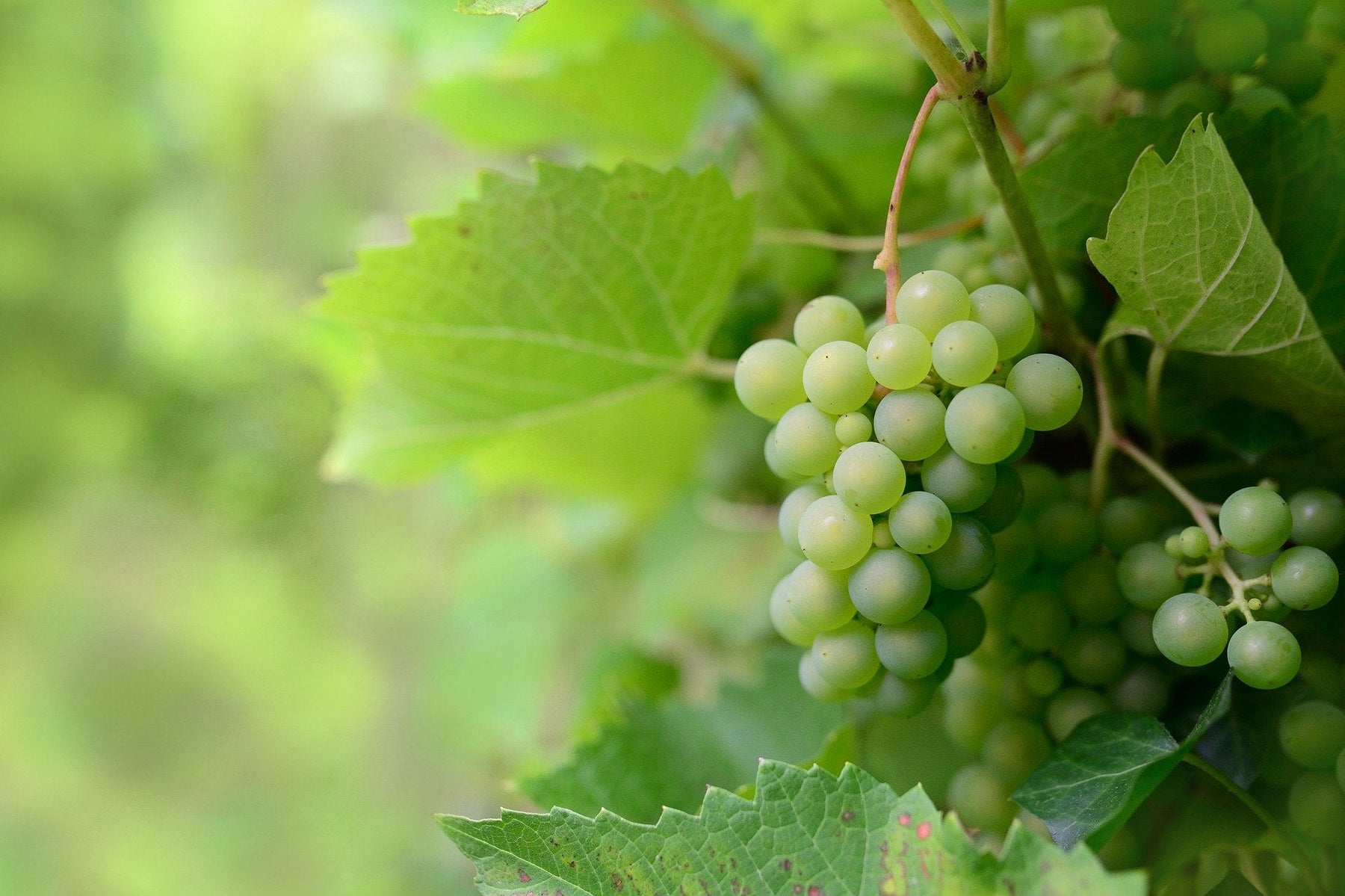 Green grapes over a vine with green leaves