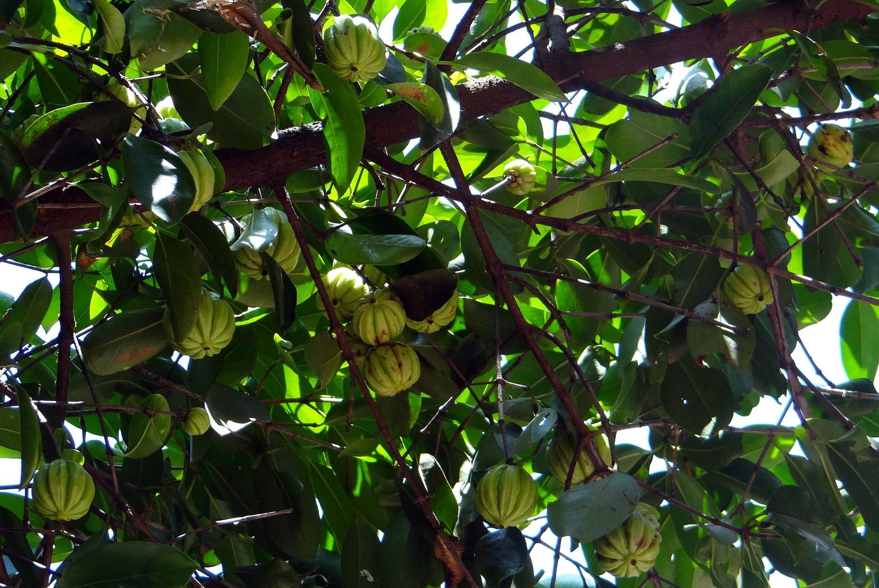 Garcinia Cambogia tree with fruits