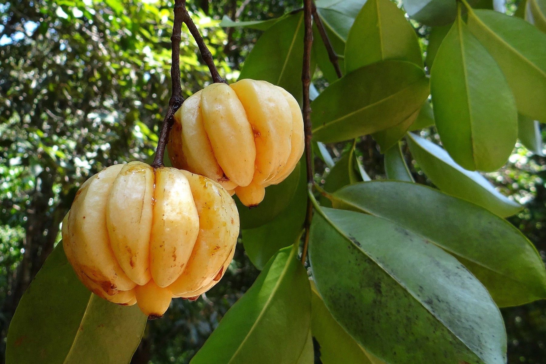 Garcinia Cambogia fruit in tree with green leaves
