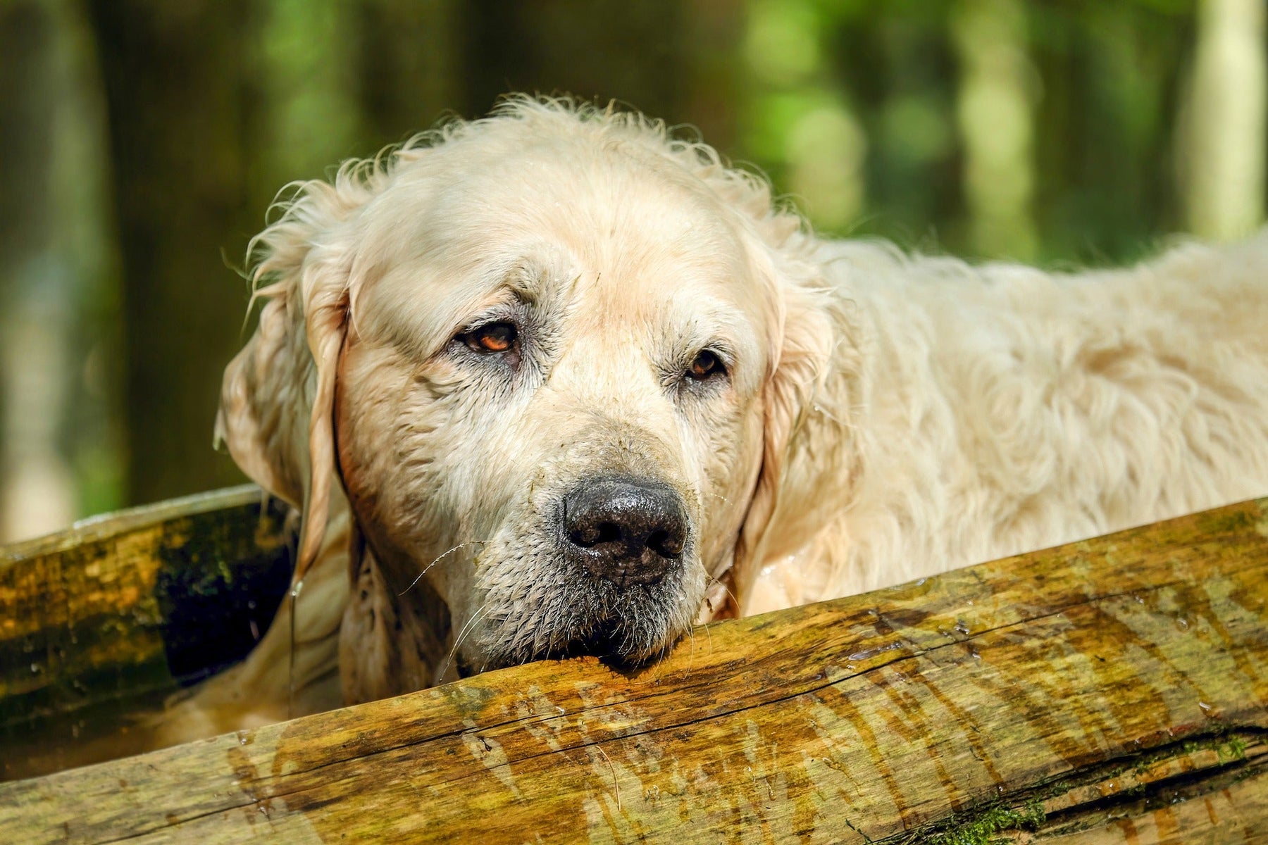 Old golden retriever in the sun
