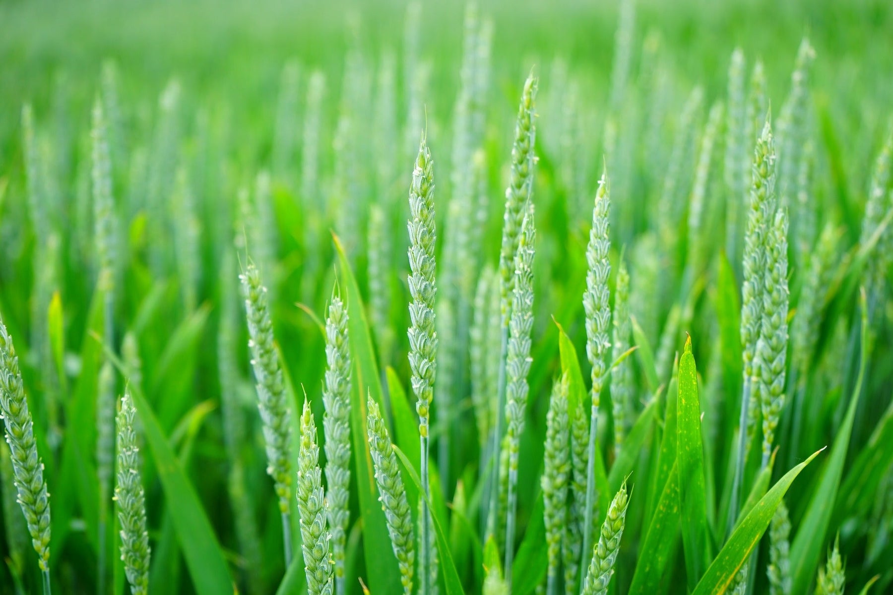 Green field