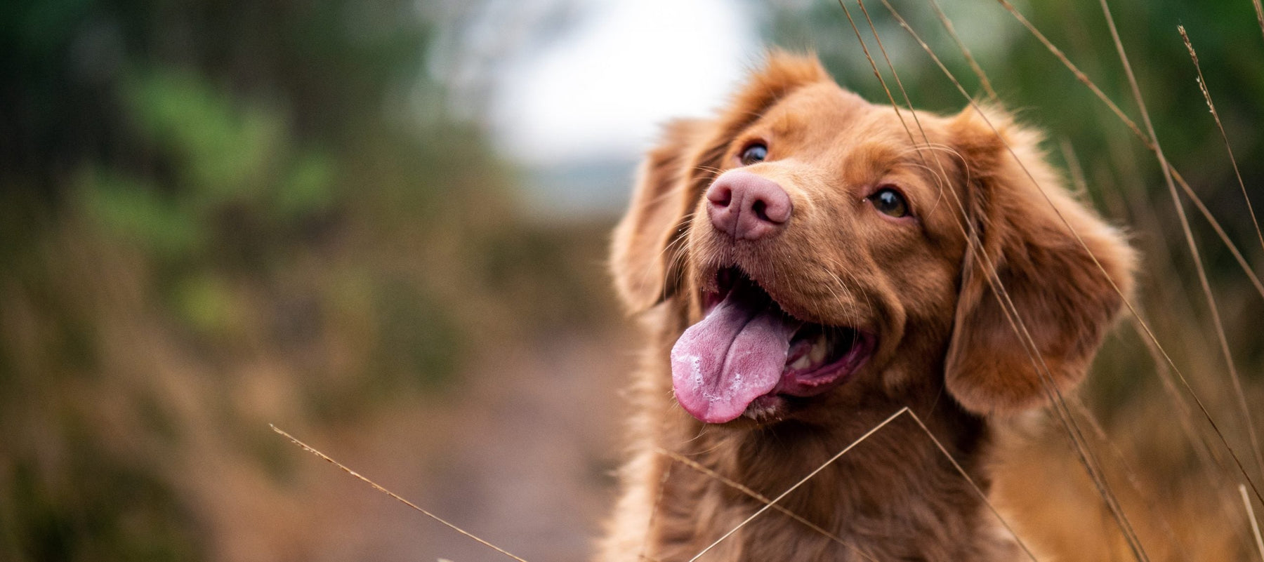 Happy brown dog on a country road