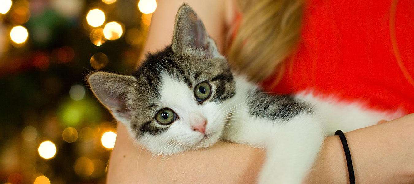 Woman in red holding a kitty