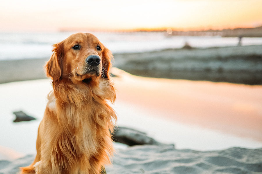 Serious dog on a beach next to the ocean