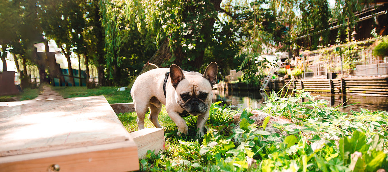 Grey puppy pug walking through grass and flowers