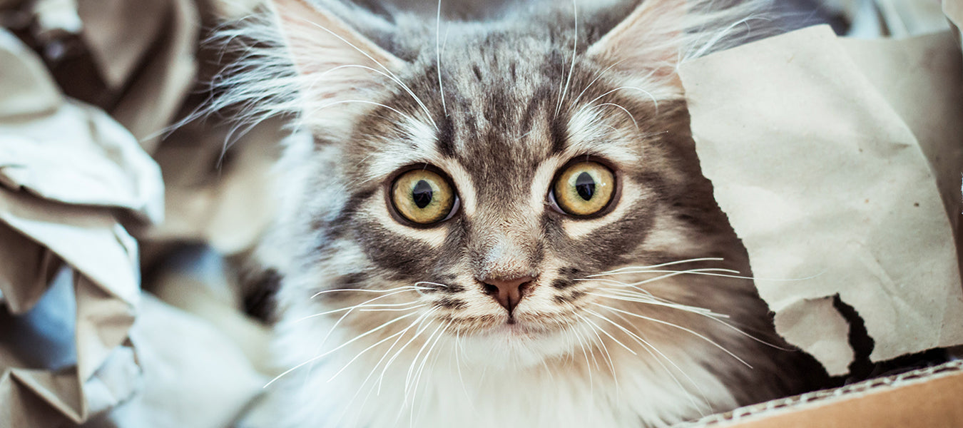 Beautiful cat with big eyes opened covered by paper
