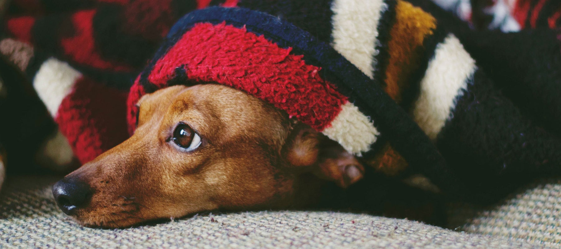 Cute dog with Christmas hat looking up